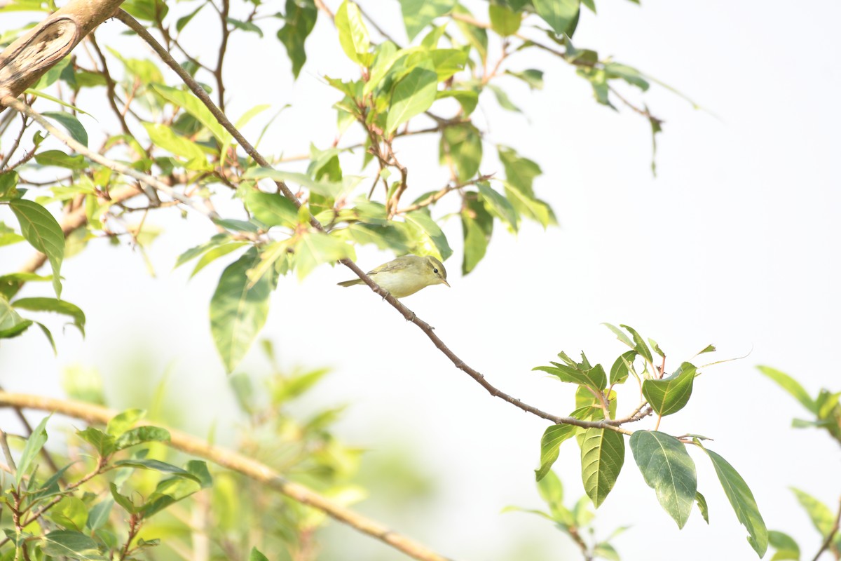 Yeşilimsi Çıvgın - ML646741953