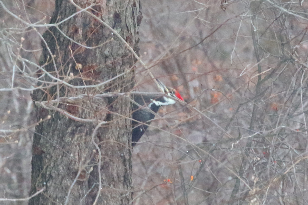 Pileated Woodpecker - ML646741955