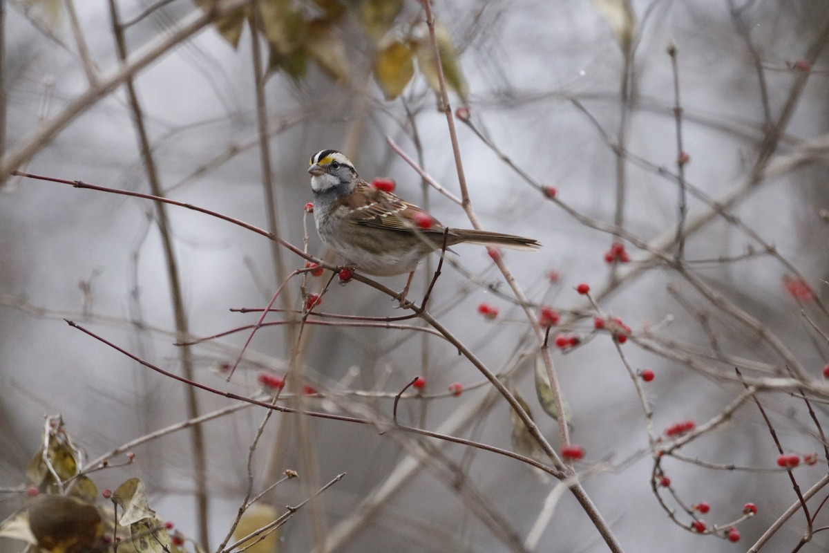Ak Boğazlı Serçe - ML646741956