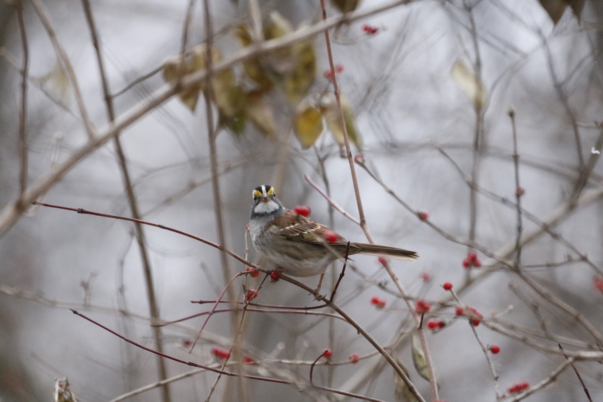 Ak Boğazlı Serçe - ML646741957