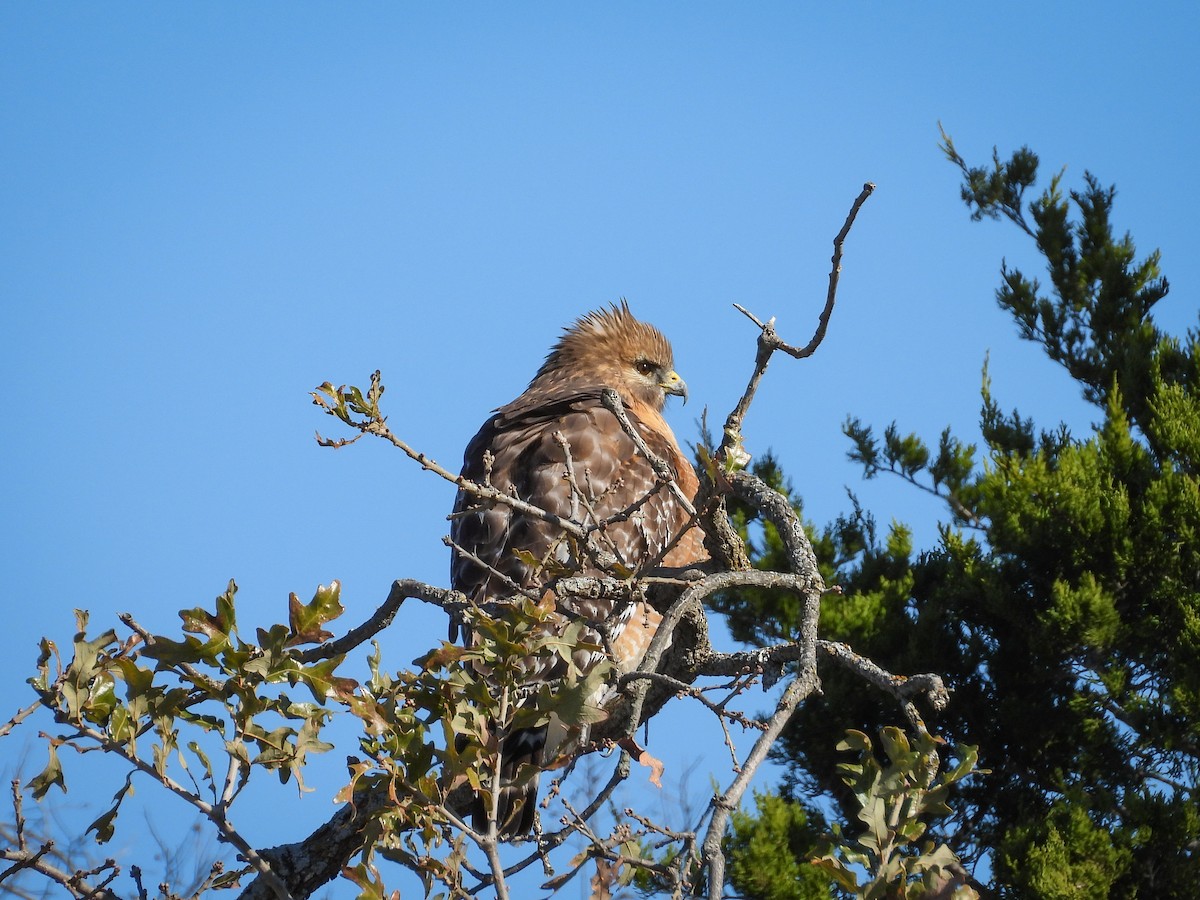 Kızıl Omuzlu Şahin - ML646741958