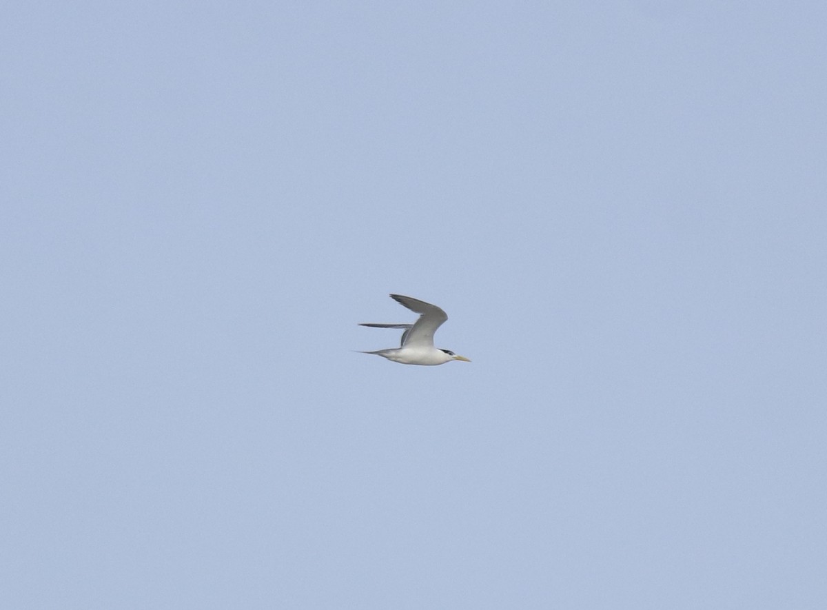 Tepeli Büyük Sumru - ML646741959