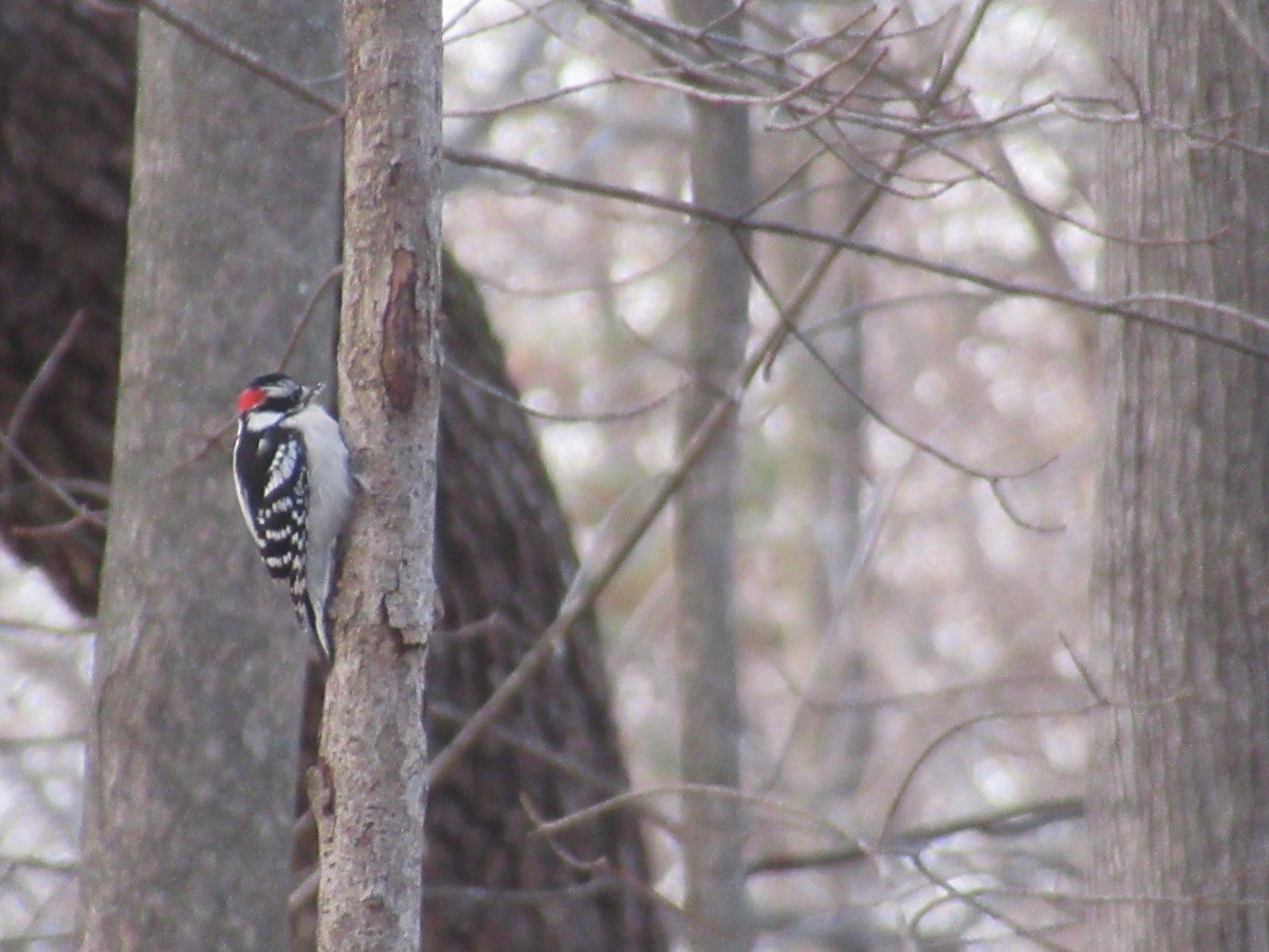 Pic mineur - ML646741963