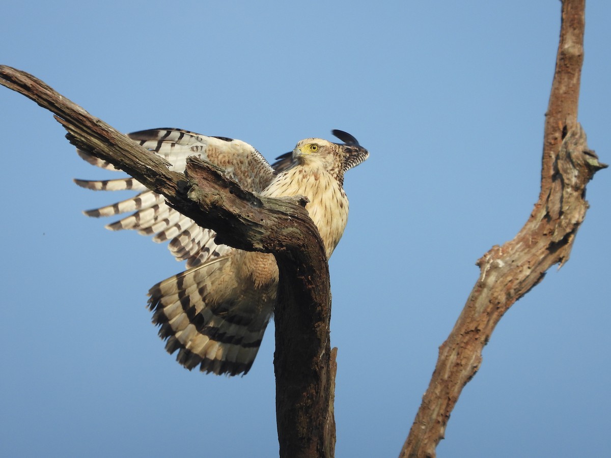 Değişken Atmaca Kartalı - ML646741964