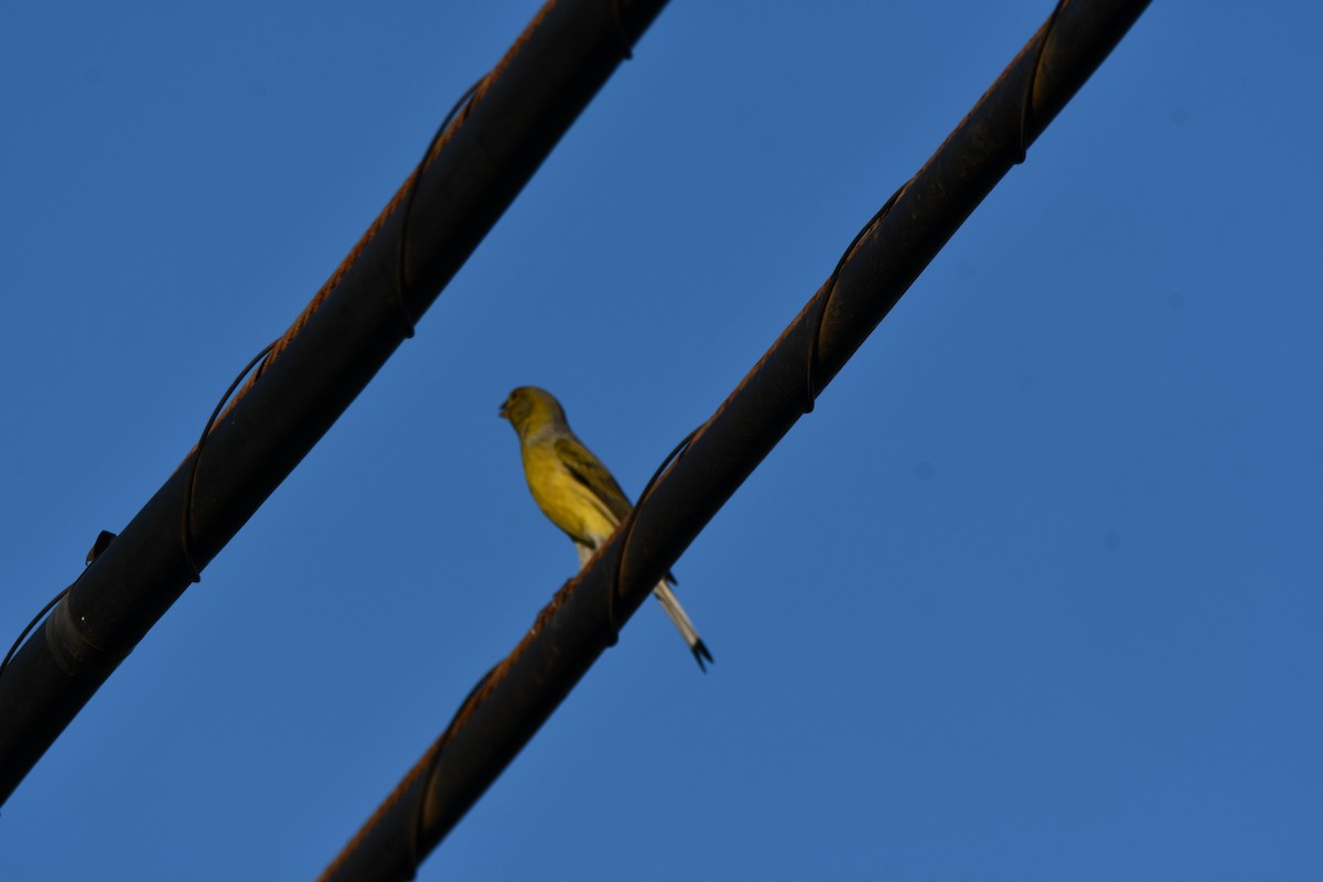 Island Canary - ML646741965