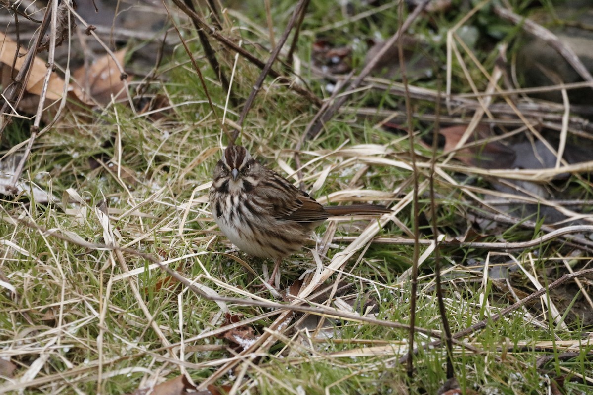 Ötücü Serçe - ML646741966