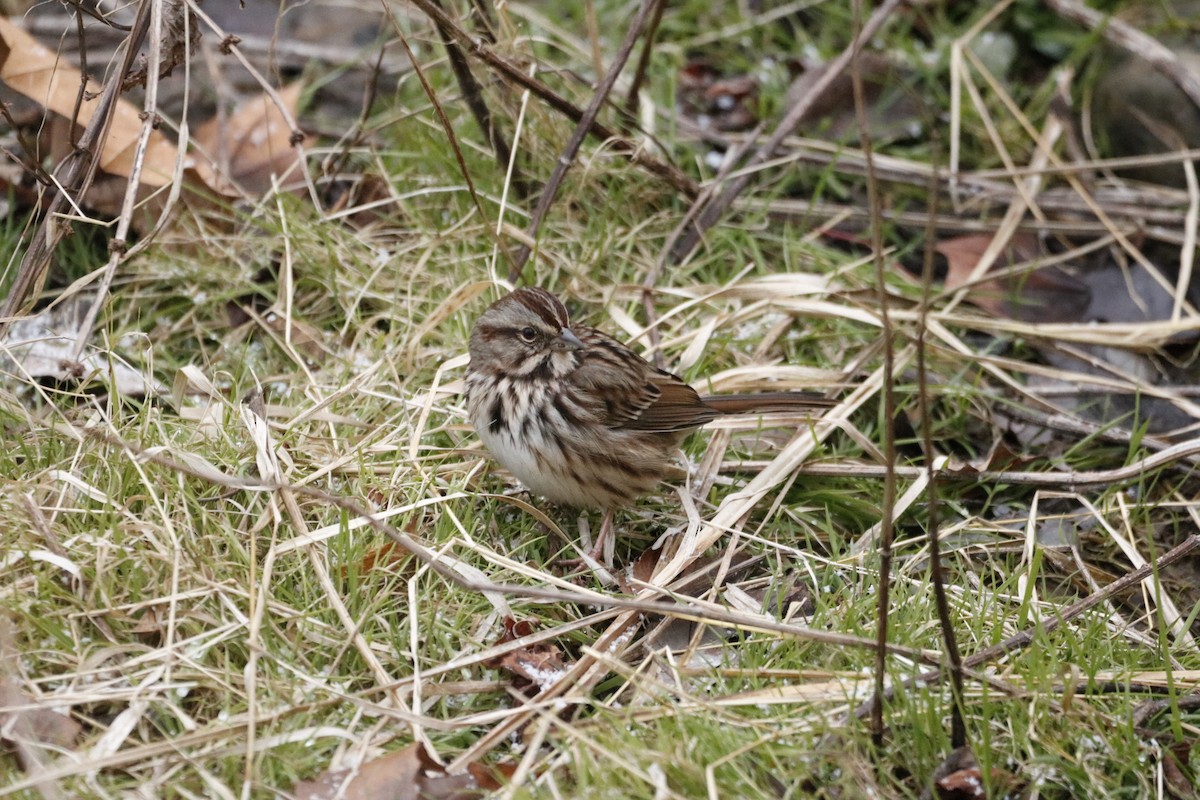 Ötücü Serçe - ML646741967