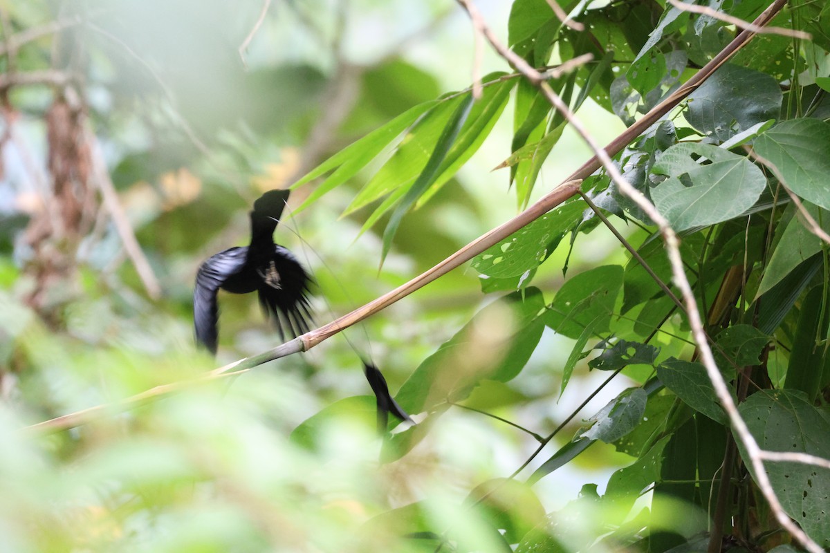 Küçük Raket Kuyruklu Drongo - ML646741968