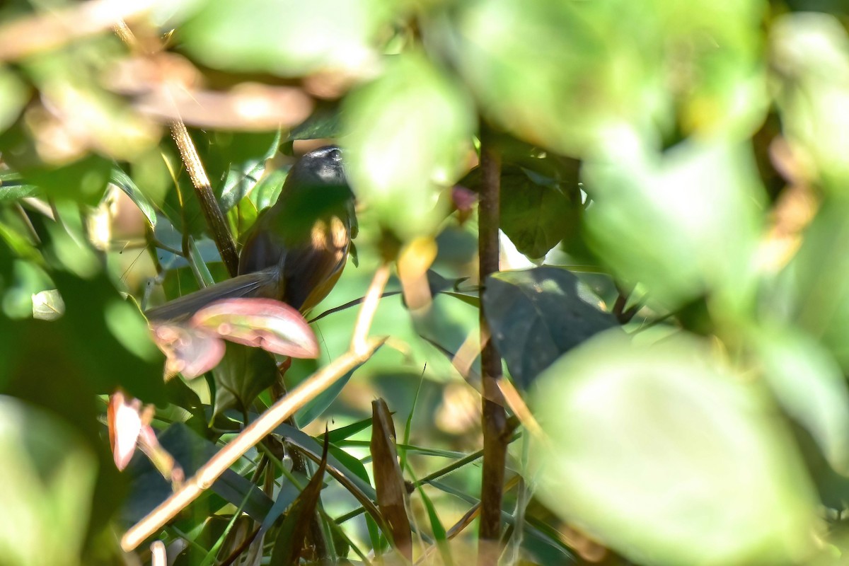 Ak Kaşlı Prinya - ML646741969