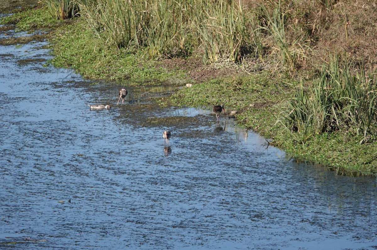 White Ibis - ML646741970