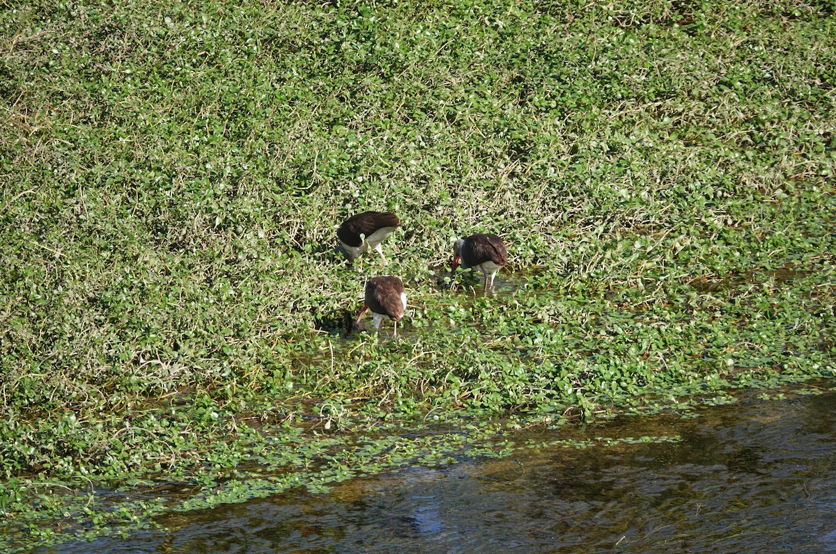 White Ibis - ML646741971