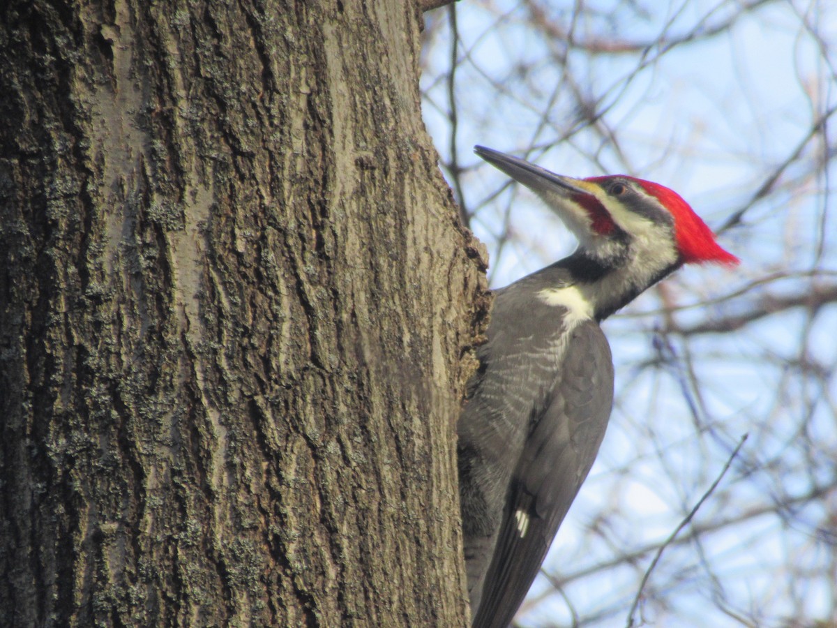 Grand Pic - ML646741973