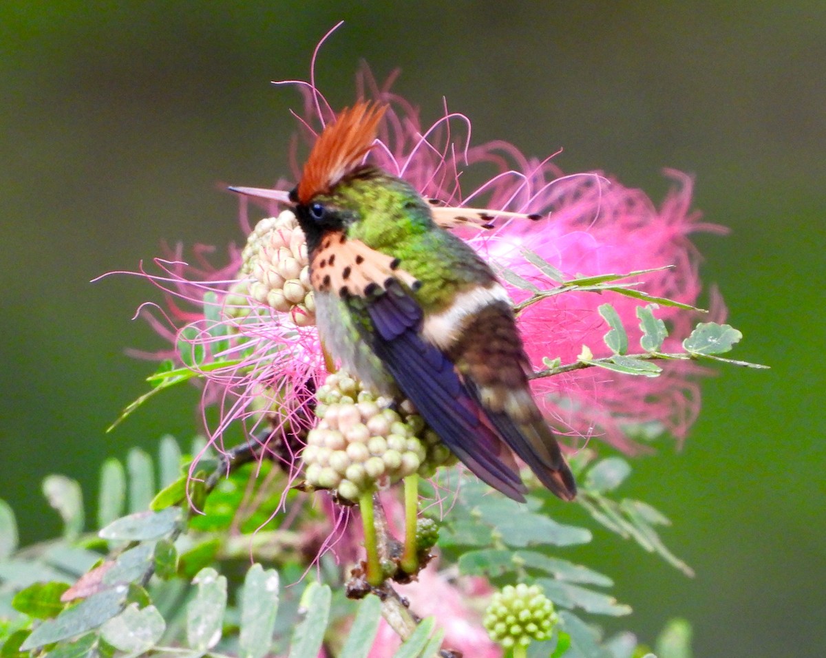Tufted Coquette - ML646741975