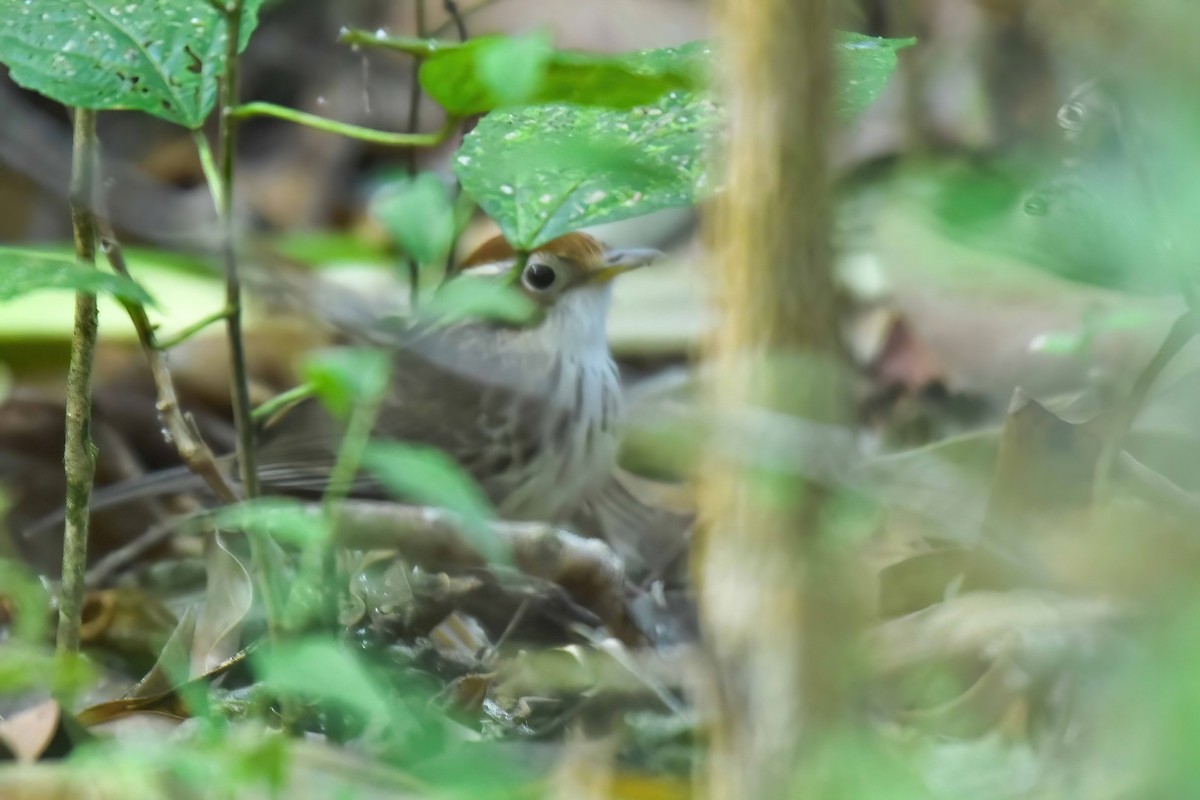 Puff-throated Babbler - ML646741979