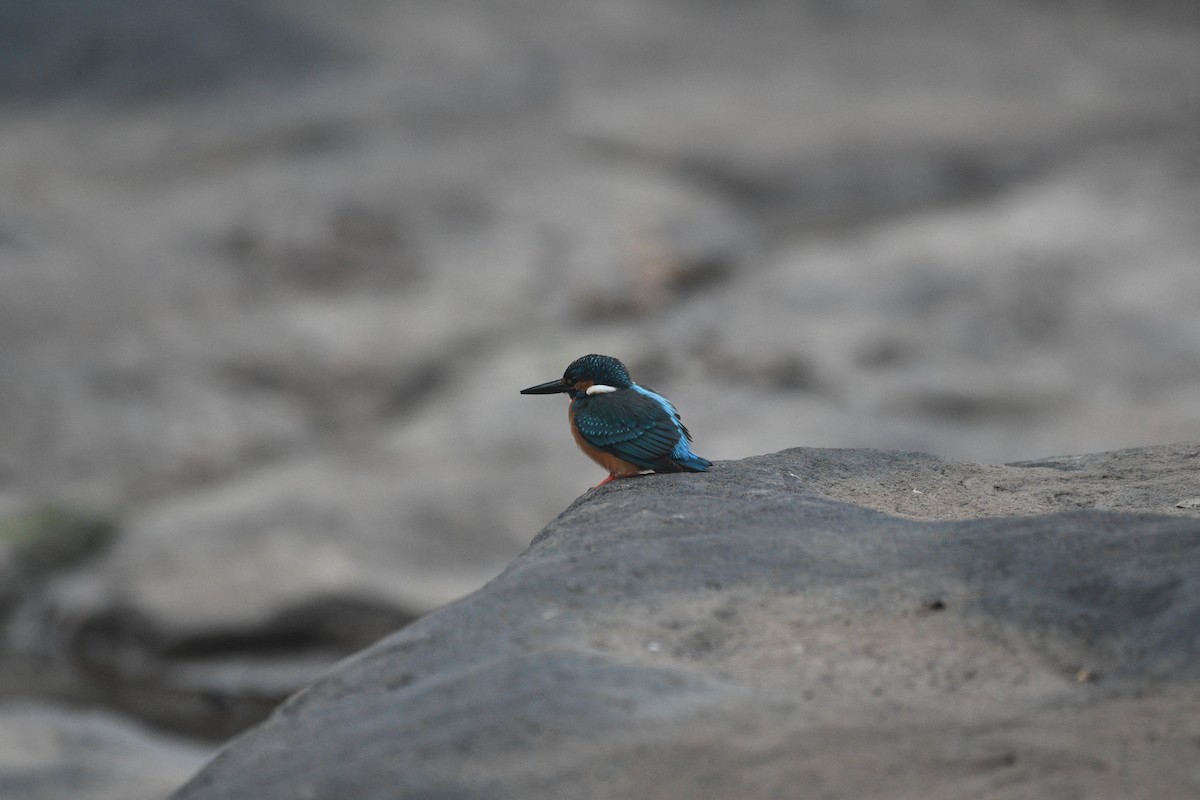 Yalıçapkını - ML646741980