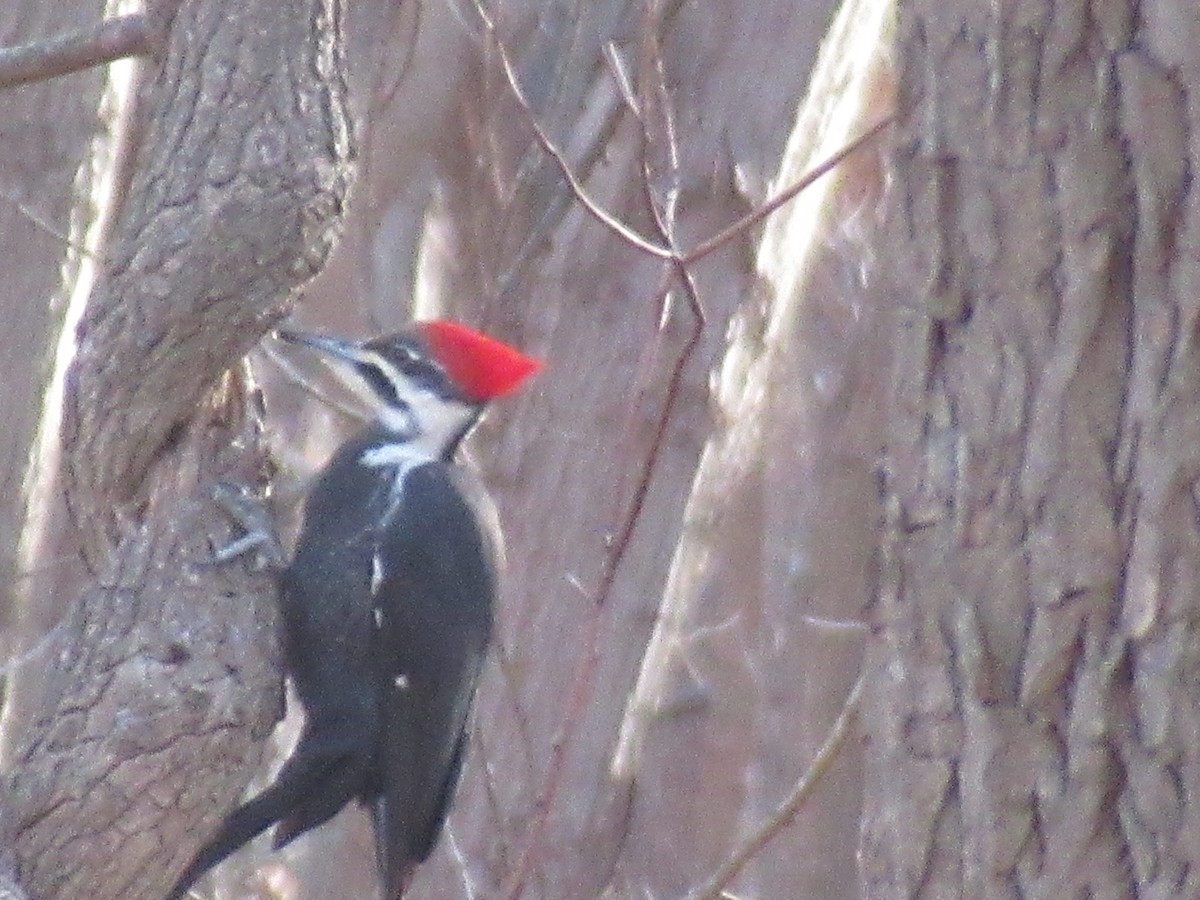 Grand Pic - ML646741981