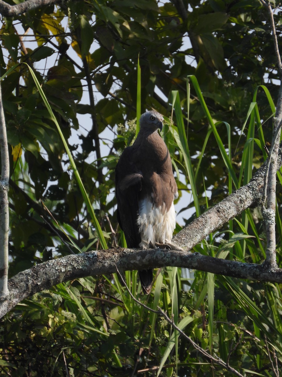 båndelveørn - ML646741983