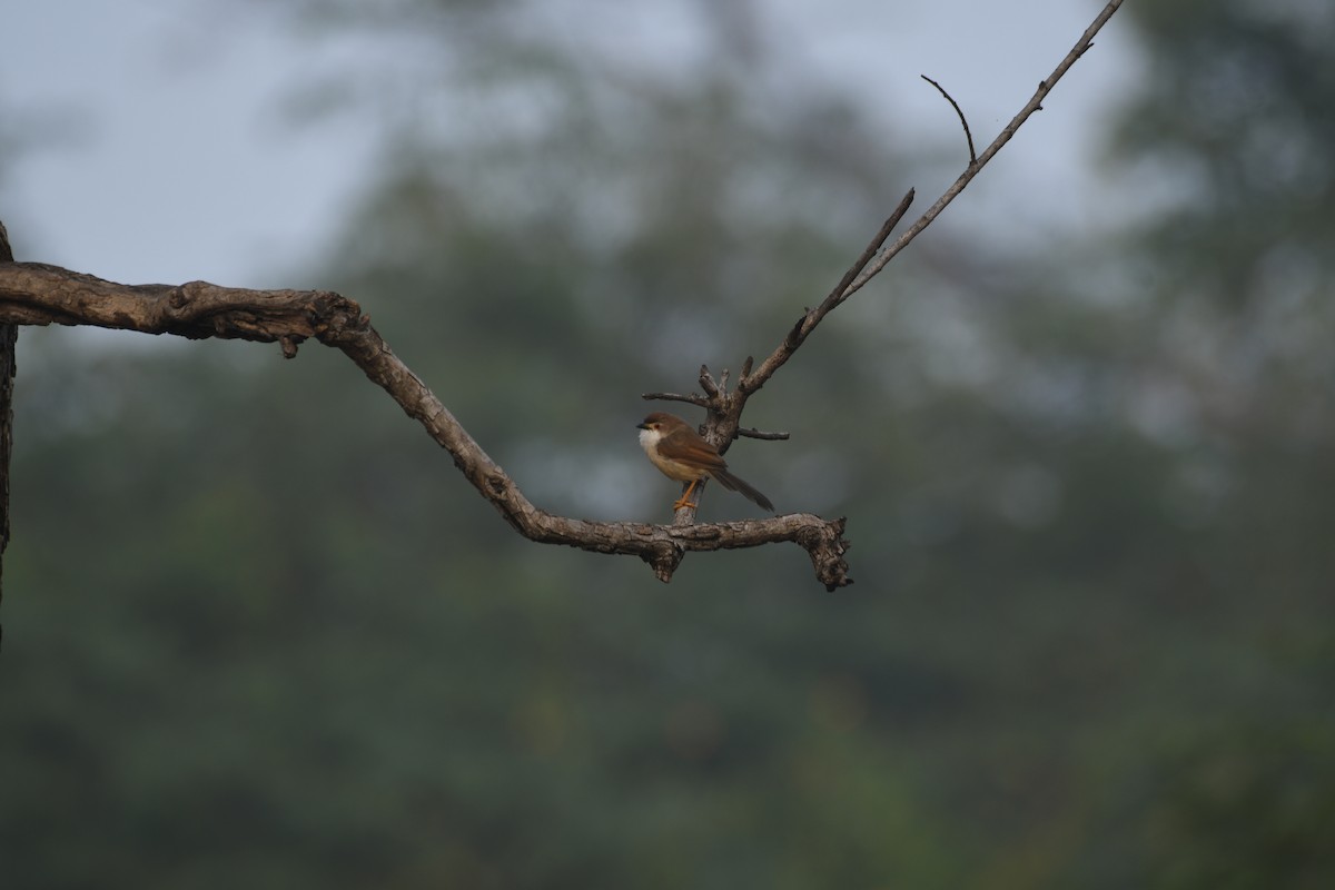 Timalí Ojigualdo - ML646741984