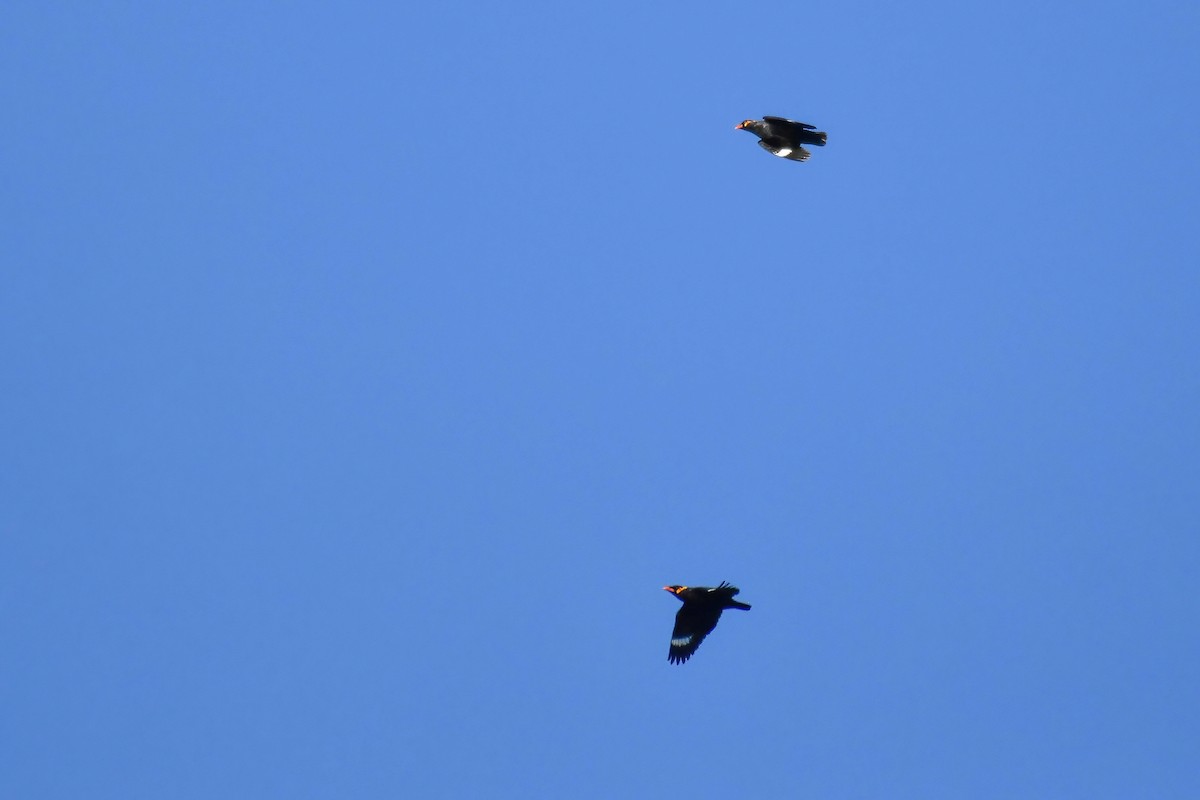 Common Hill Myna - ML646741985