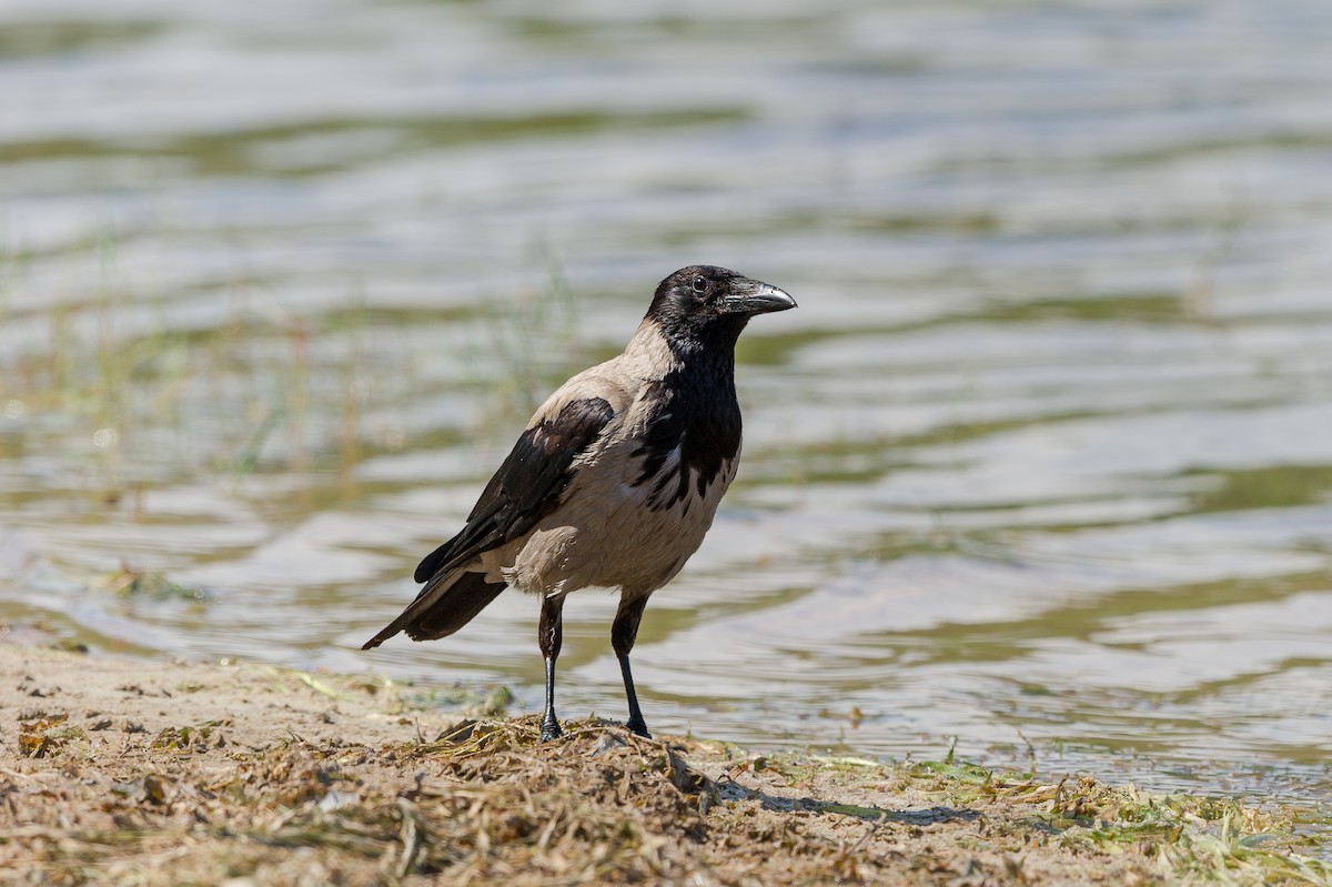 kråke - ML646741986