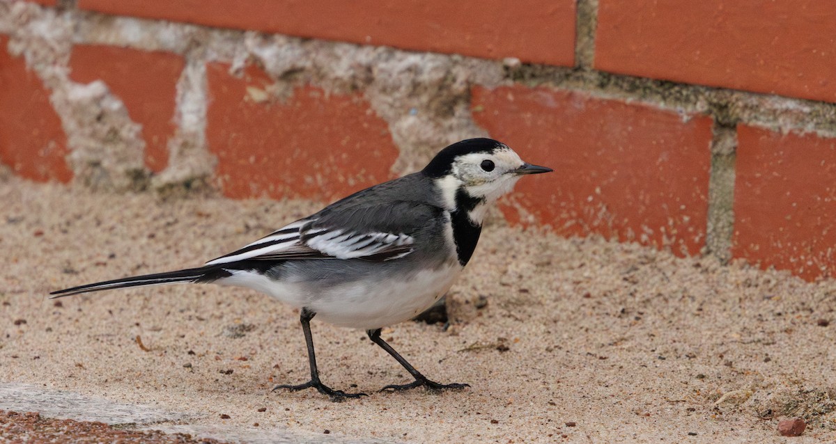 White Wagtail (British) - ML646741987