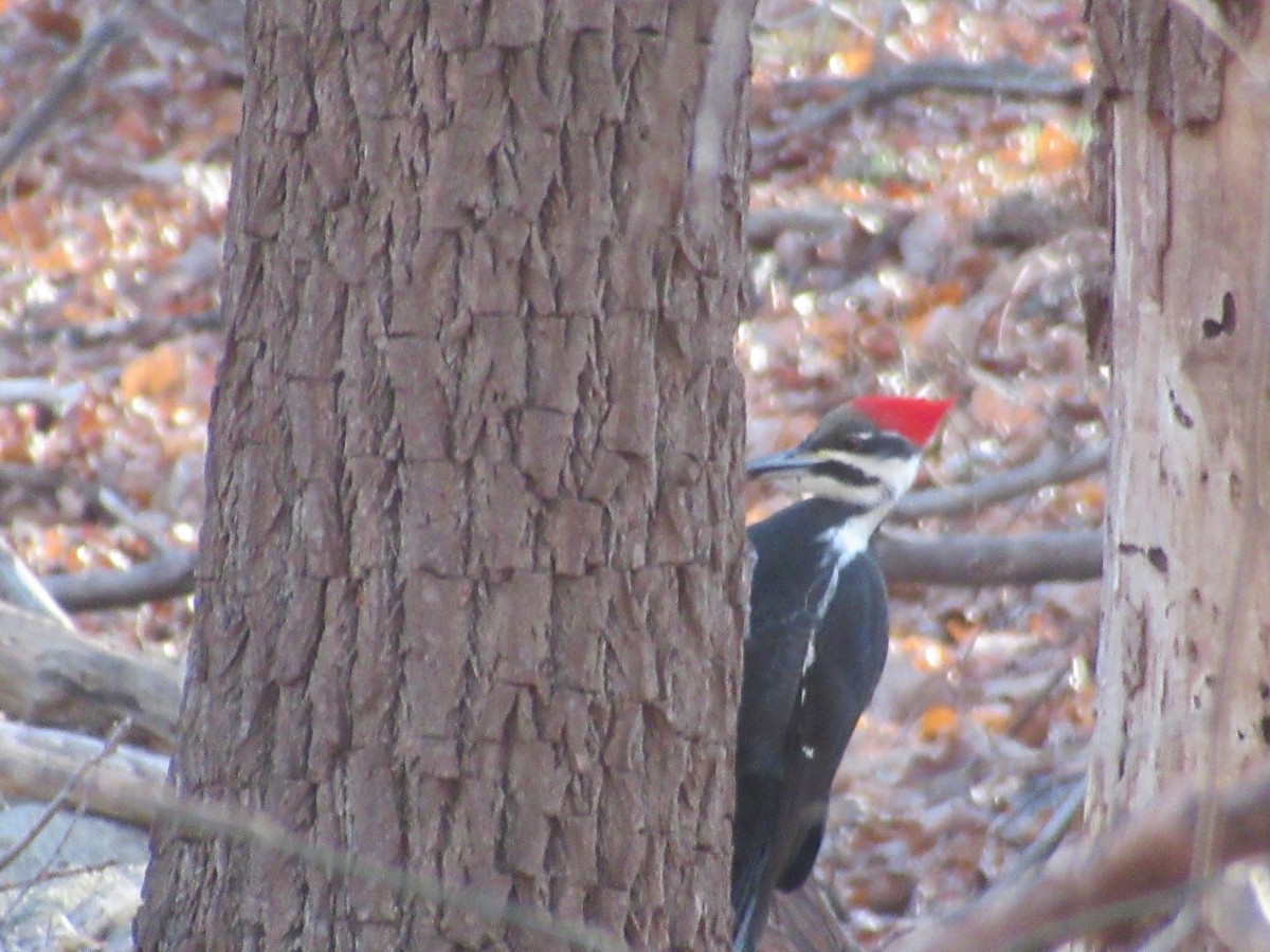 Grand Pic - ML646741991