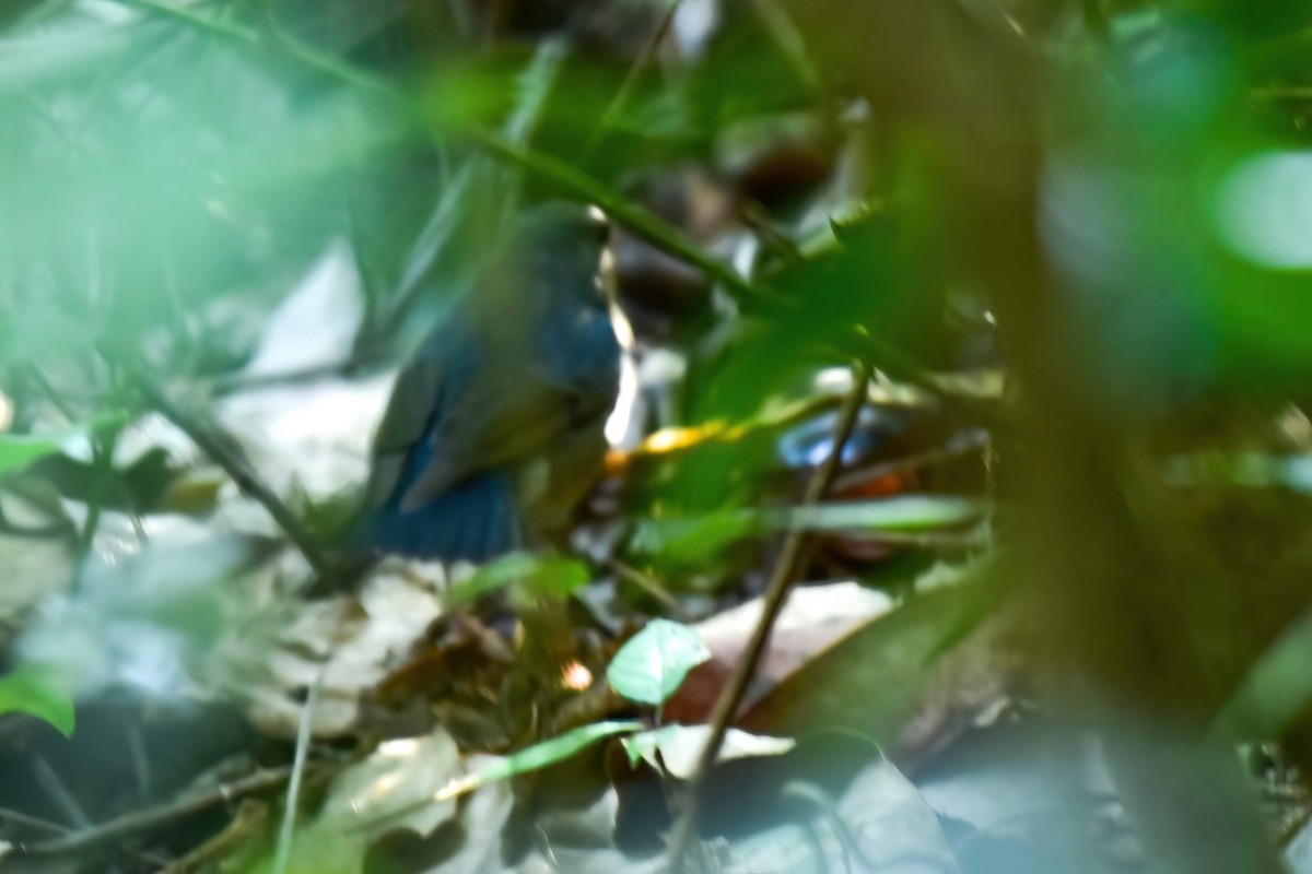 Номин гургалдай - ML646741994