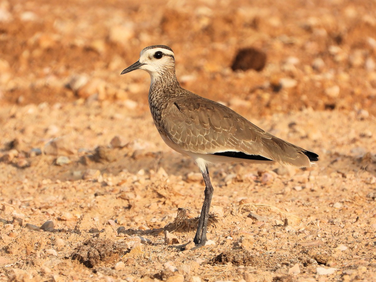 Vanneau sociable - ML646741995