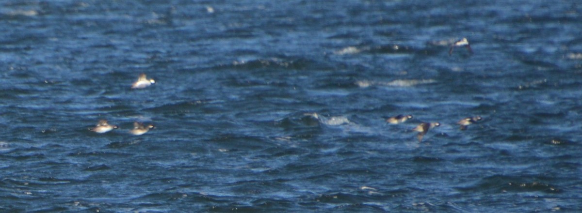 Bufflehead - ML646741996