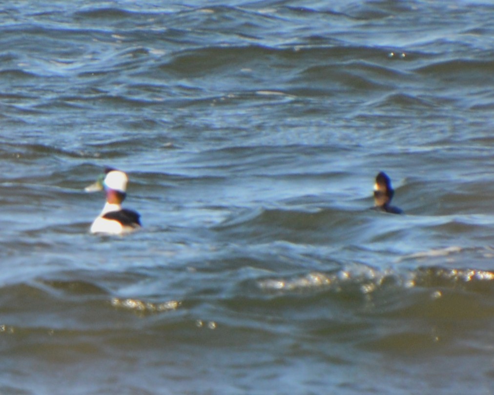Bufflehead - ML646741997