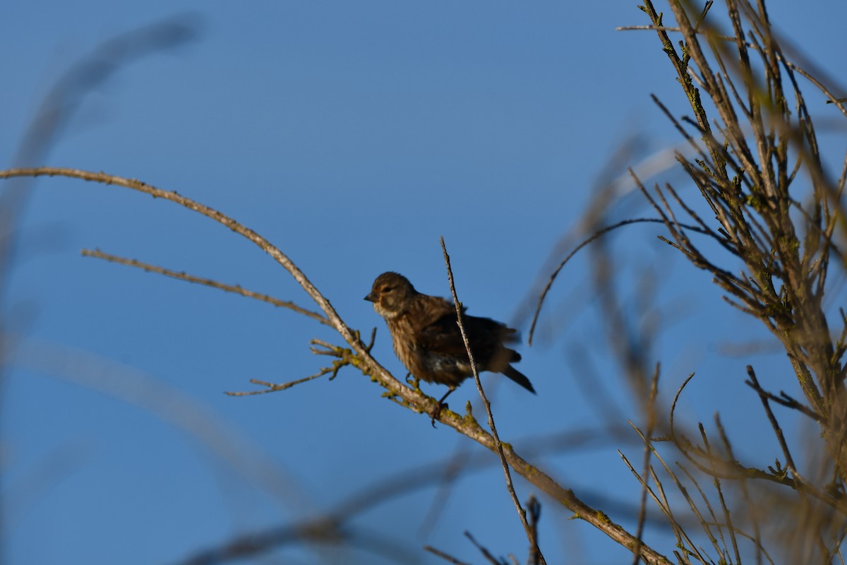 Eurasian Linnet - ML646741998