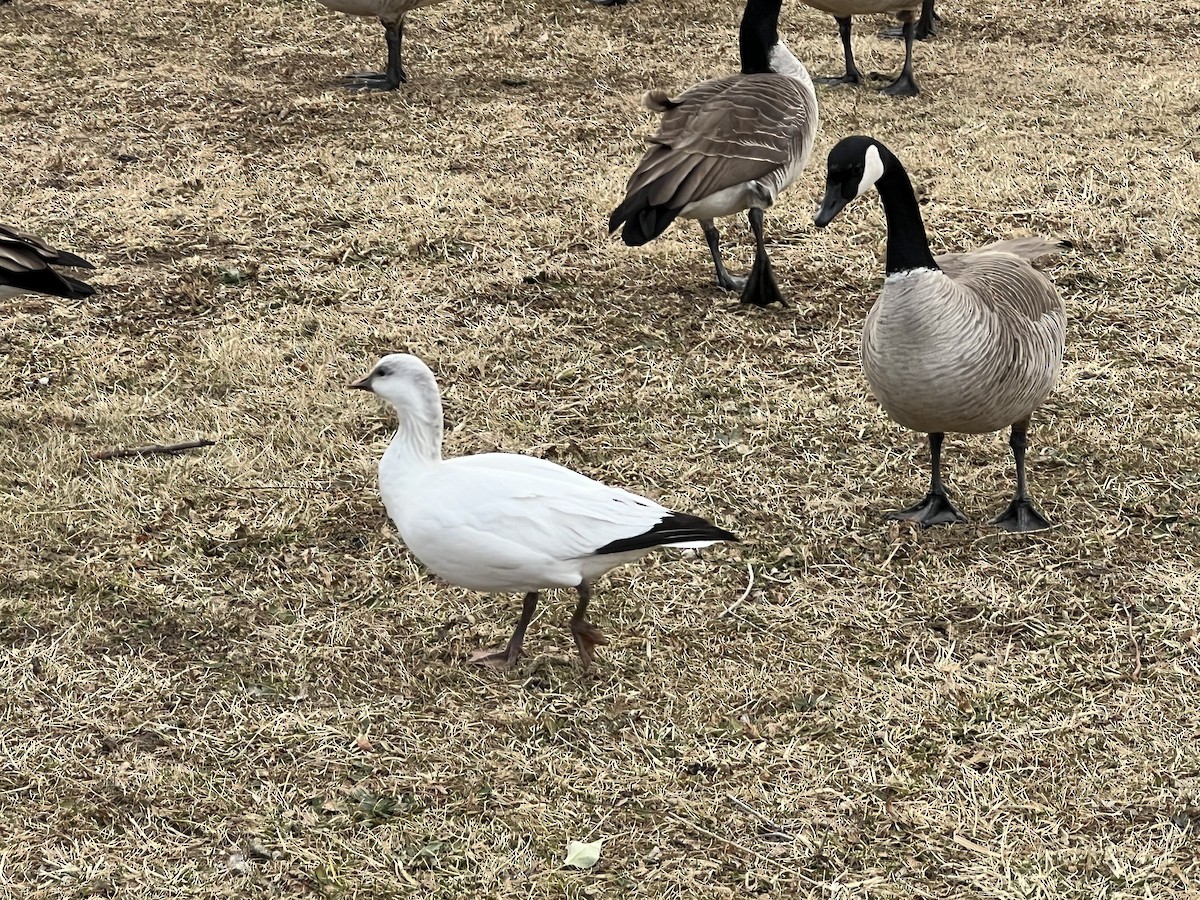 Zwergschneegans - ML646742001