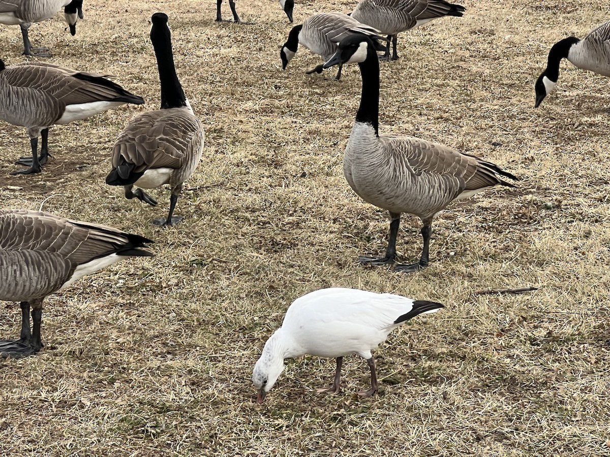 Zwergschneegans - ML646742002