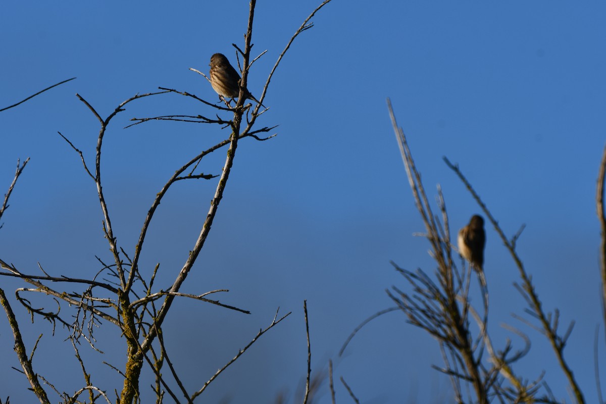 Eurasian Linnet - ML646742003