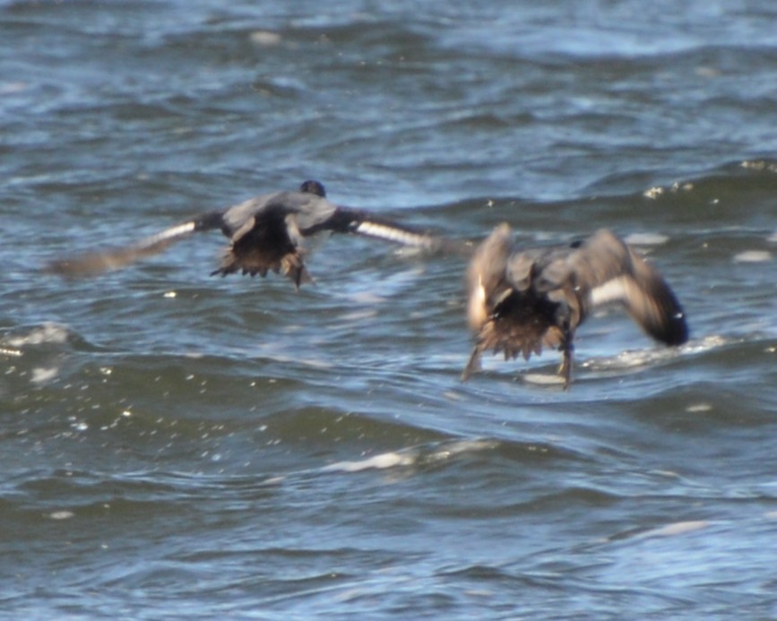 Greater/Lesser Scaup - ML646742004