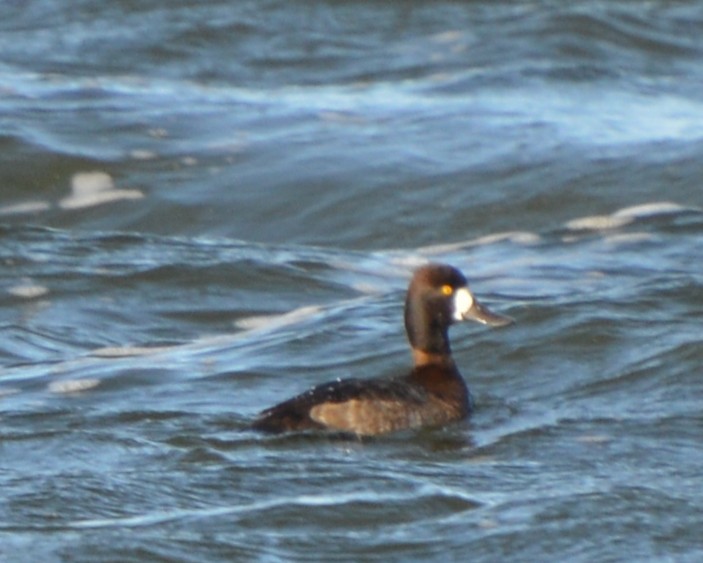Greater/Lesser Scaup - ML646742005