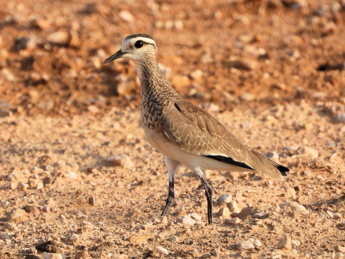 Vanneau sociable - ML646742006