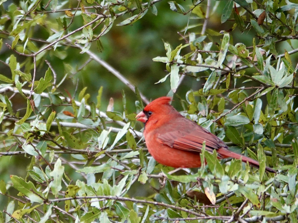 Northern Cardinal - ML646742008