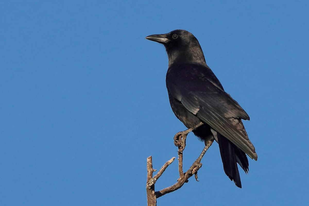 Corneille d'Amérique - ML646742009