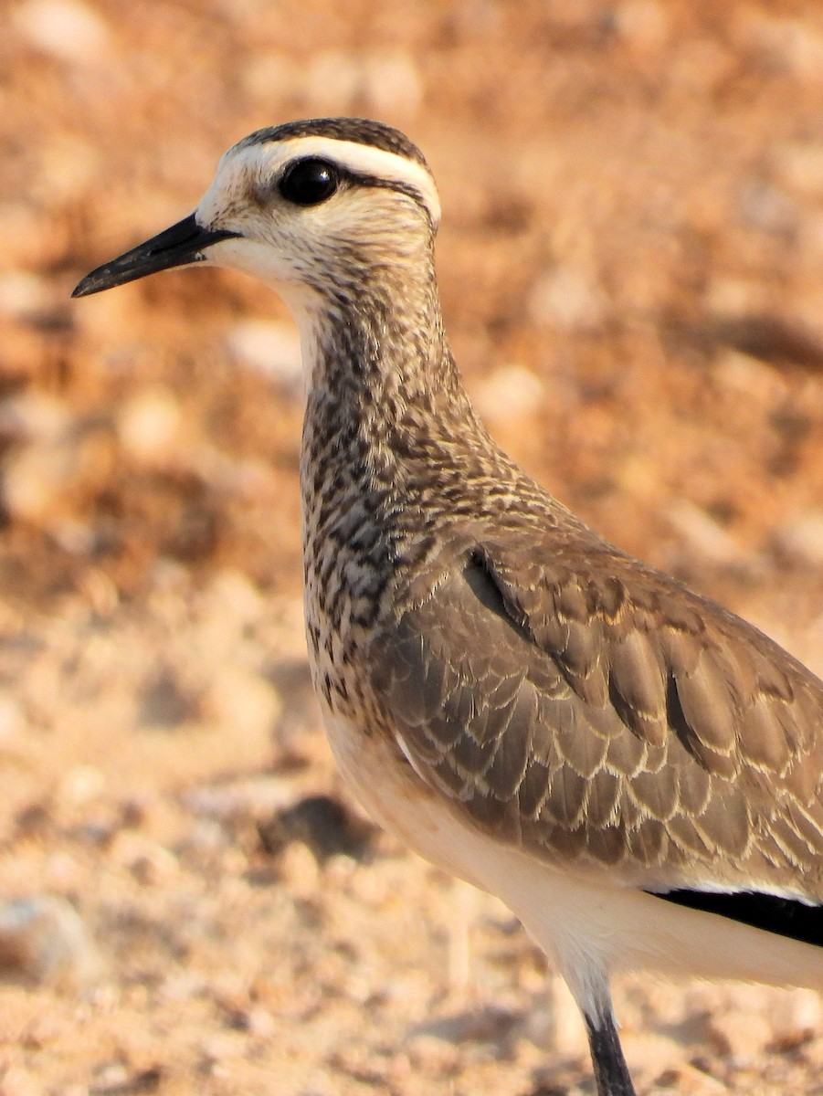 Sociable Lapwing - ML646742010