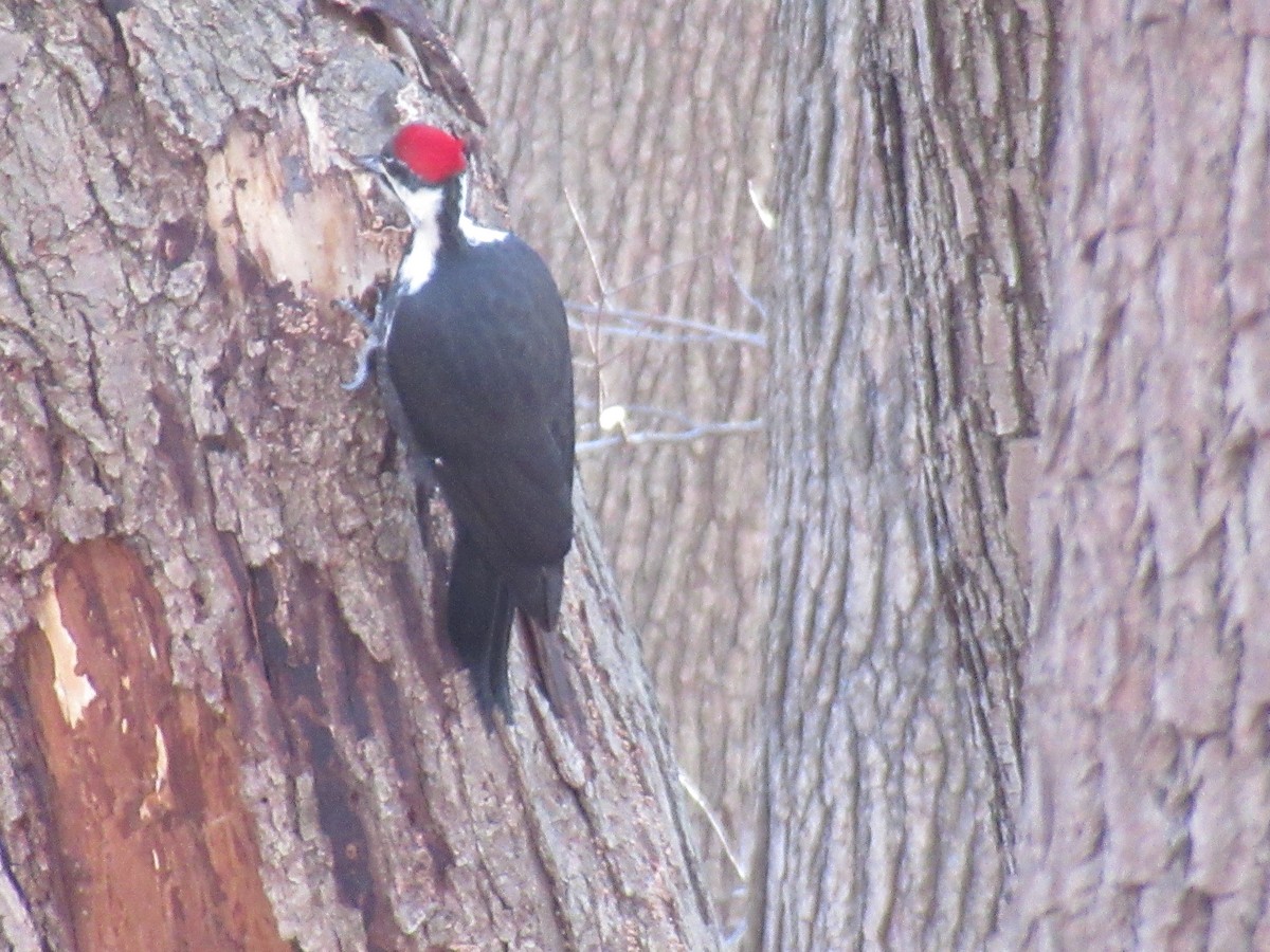 Grand Pic - ML646742011