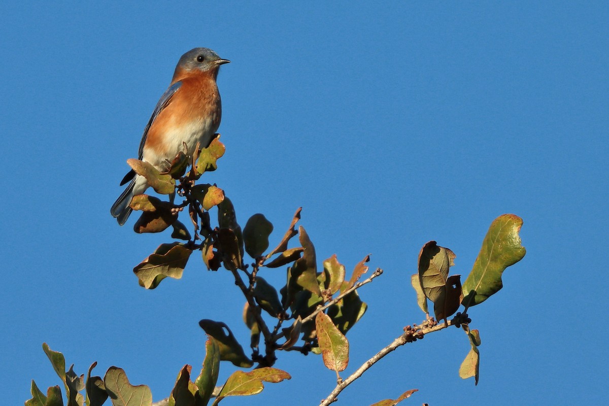 Merlebleu de l'Est - ML646742013