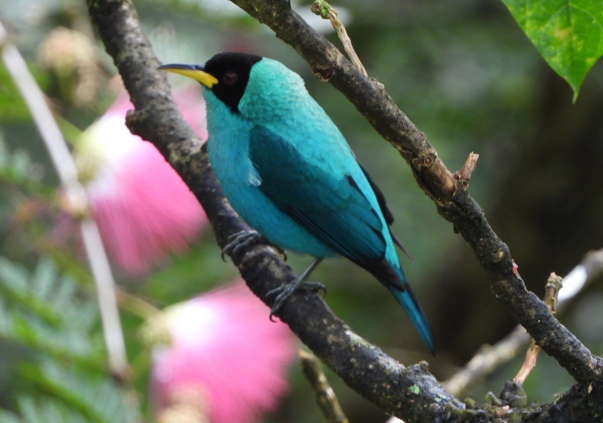 Green Honeycreeper - ML646742014