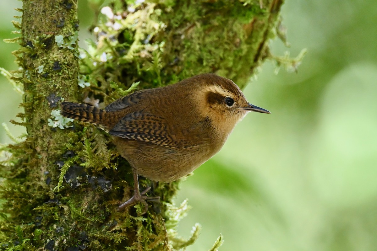 Mountain Wren - ML646742015