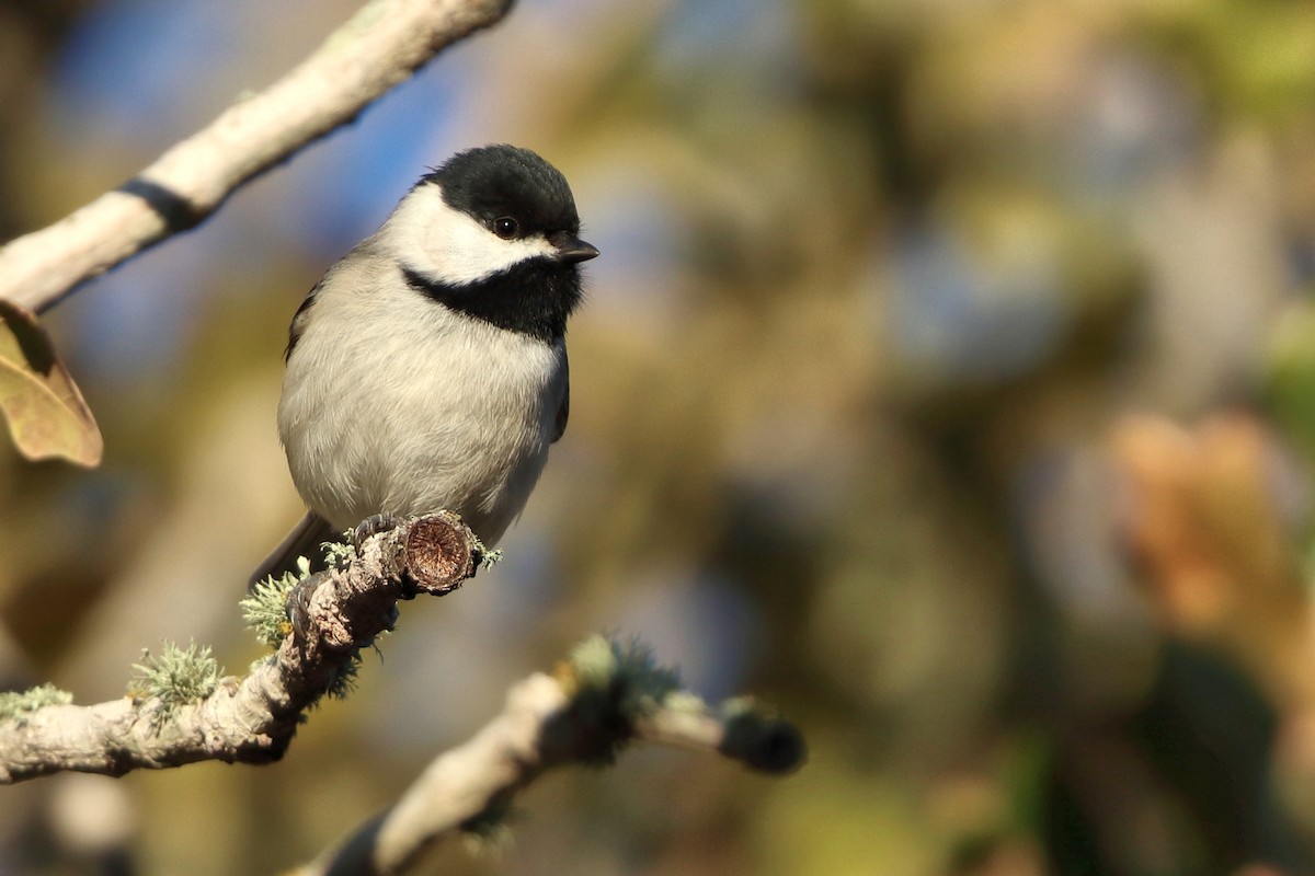 Mésange de Caroline - ML646742016