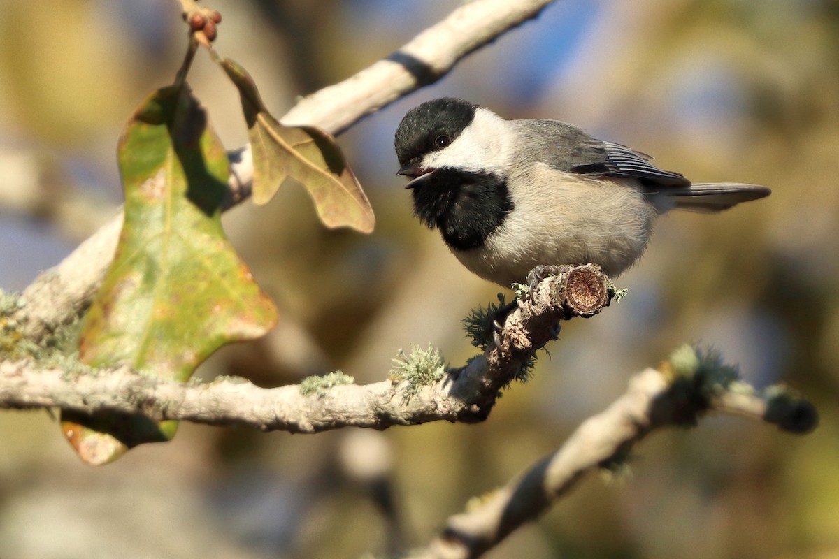 Mésange de Caroline - ML646742017