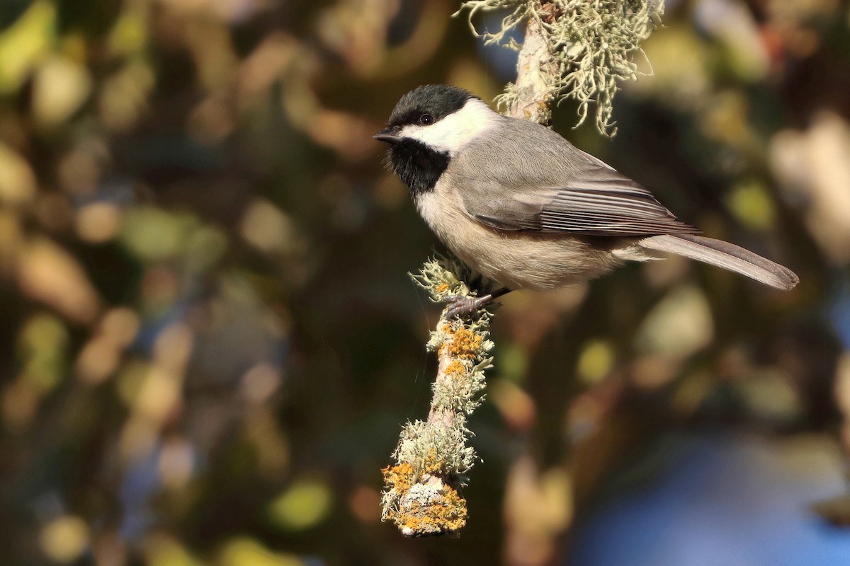 Mésange de Caroline - ML646742018