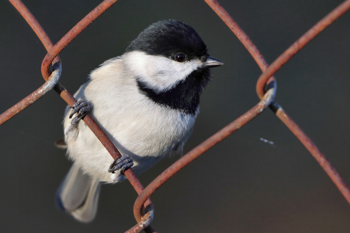 Mésange de Caroline - ML646742019