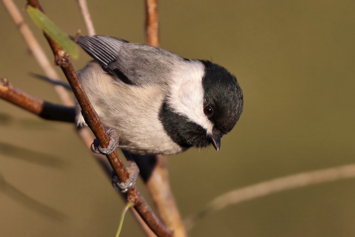 Mésange de Caroline - ML646742020