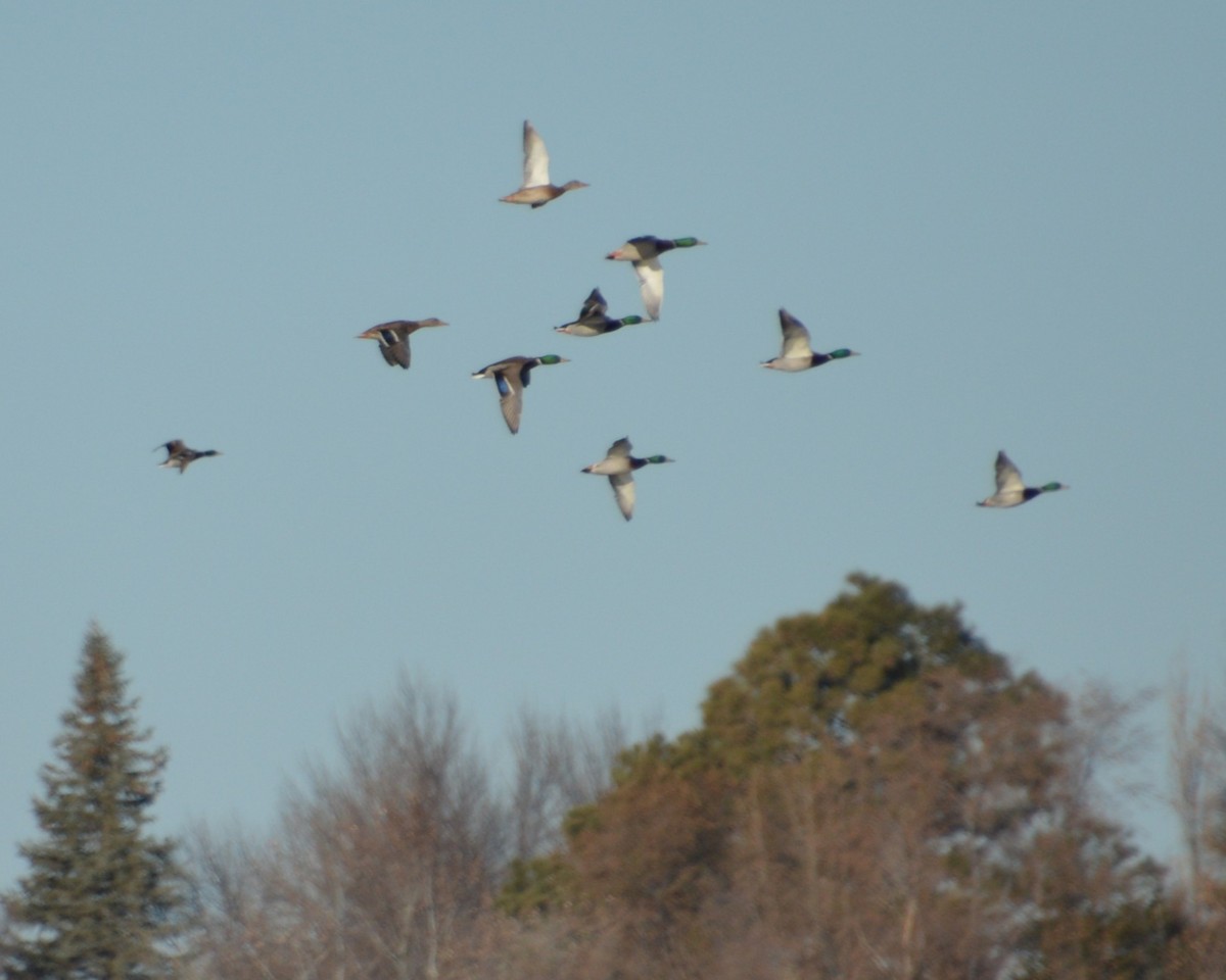 Mallard - ML646742022